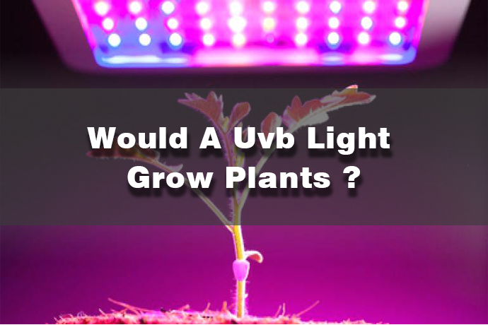 W&uuml;rde ein UV-Licht Pflanzen wachsen lassen? Bevor Sie UV-Licht kaufen, m&uuml;ssen Sie Folgendes tun ...